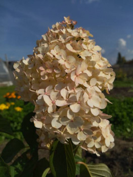 Декоративные садовые растения. - IMG_20250920_133832.jpg