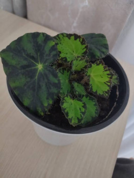 Мои комнатные растения. - IMG_20250924_202329.jpg