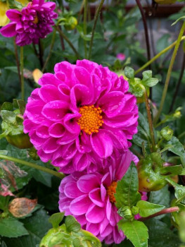 Декоративные садовые растения. - IMG_20250927_154645_676.jpg