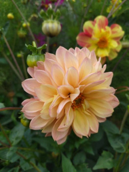 Декоративные садовые растения. - IMG_20250927_145017.jpg