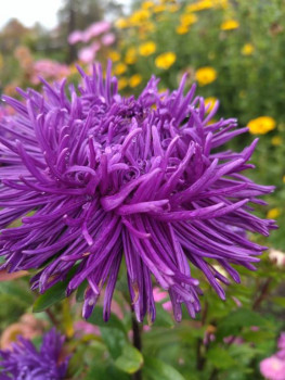 Декоративные садовые растения. - IMG_20250927_143957.jpg