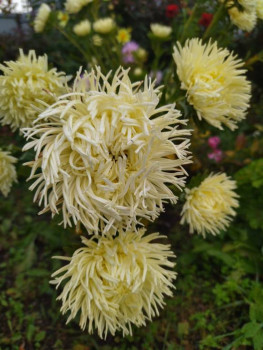 Декоративные садовые растения. - IMG_20250927_143230.jpg