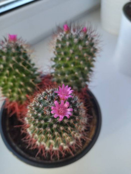 Мои комнатные растения. - IMG_20250929_090022.jpg