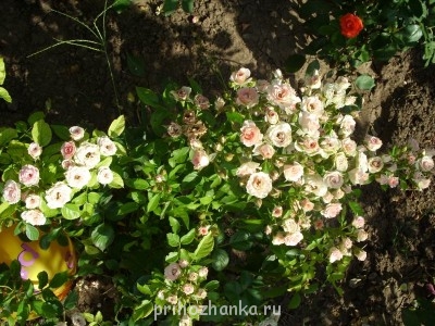 А какие Вы любите цветы? - SS852232.JPG