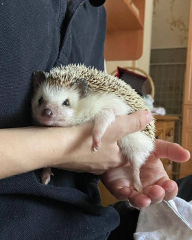 Кого из животных вы содержите? Фото приветствуется. - IMG-20250904-WA0001.jpg