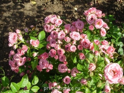 А какие Вы любите цветы? - SS852233.JPG