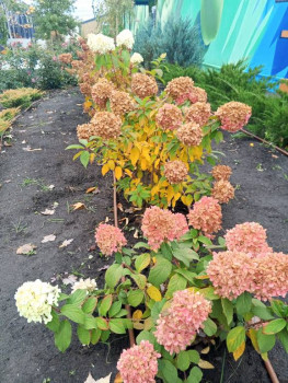 Чем сегодня занимались-3 - IMG_20251024_135940_115.jpg