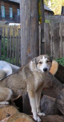 Кого из животных вы содержите? Фото приветствуется. - P9250004.JPG