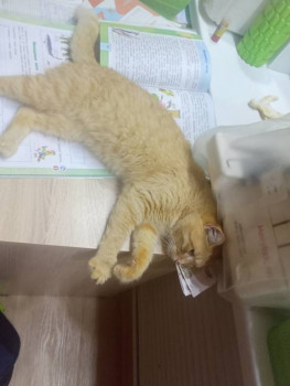 Клуб фелинологов-любителей  - IMG20251113175106.jpg