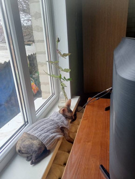 Клуб фелинологов-любителей  - IMG20251105093408.jpg