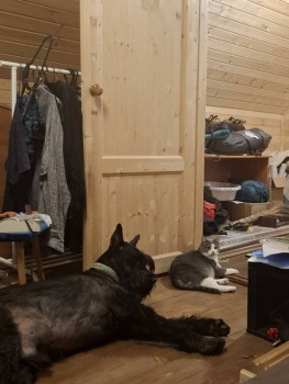 Клуб фелинологов-любителей  - 20251115_220859.jpg