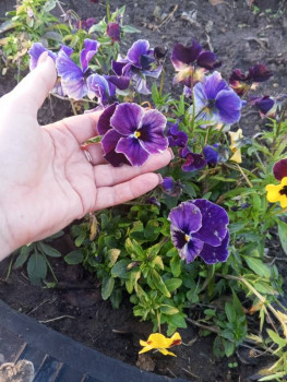 Поговорим о погоде - IMG_20251122_161804_190.jpg