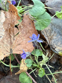 Поговорим о погоде - IMG_8113.jpeg