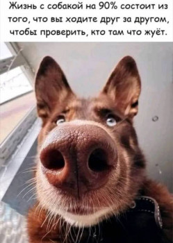 Cмешное из жизни животных. Фото и видео из интернета. - Screenshot_20251023-145544.jpg