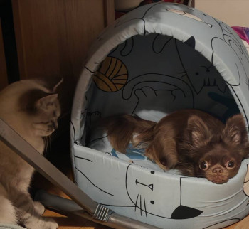 Cмешное из жизни животных. Фото и видео из интернета. - IMG_20251124_162415.jpg