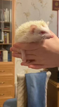 Кого из животных вы содержите? Фото приветствуется. - Screenshot_20251205-160250_Video Player.jpg