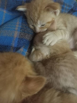 Клуб фелинологов-любителей  - IMG20251221201848.jpg