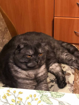 Клуб фелинологов-любителей  - IMG_20251222_200542_910.jpg