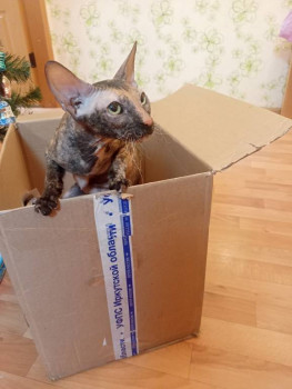 Клуб фелинологов-любителей  - IMG20251219200430.jpg