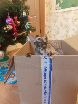 Клуб фелинологов-любителей  - IMG20251219200449.jpg