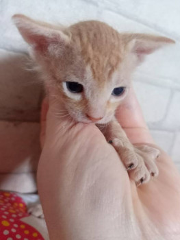 Клуб фелинологов-любителей  - IMG20251224150452.jpg