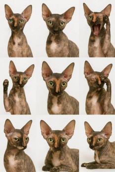 Клуб фелинологов-любителей  - IMG_20251215_030515_667.jpg