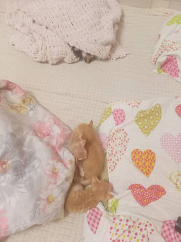 Клуб фелинологов-любителей  - IMG20251228182641.jpg