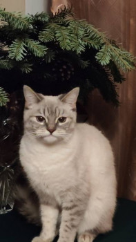 Клуб фелинологов-любителей  - Screenshot_20251225_222552705.jpg