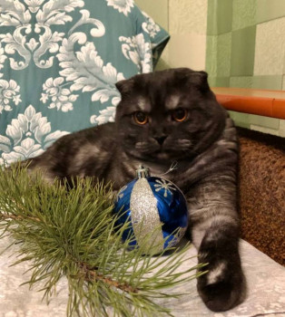 Клуб фелинологов-любителей  - IMG_20260101_103851.jpg