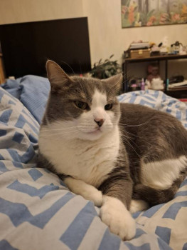 Клуб фелинологов-любителей  - 20260115_204548.jpg