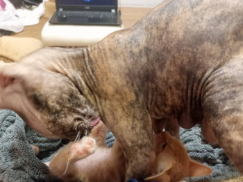 Клуб фелинологов-любителей  - IMG20260112193718.jpg