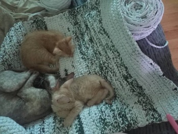 Фотоотчеты и планы Рукодельного марафона - IMG20260129140127.jpg