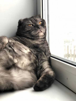 Клуб фелинологов-любителей  - IMG_20260214_204128_394.jpg