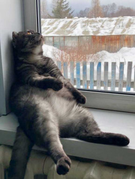 Клуб фелинологов-любителей  - IMG_20260214_204110_543.jpg