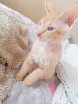 Клуб фелинологов-любителей  - IMG20260220125032.jpg