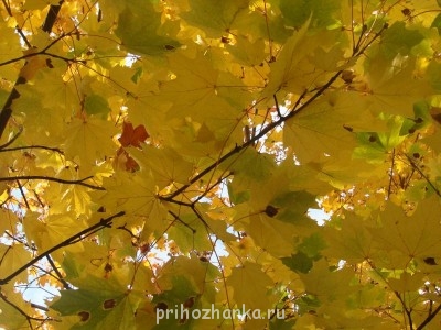 Аватарки. Наши интернет-лица - DSC04836.JPG