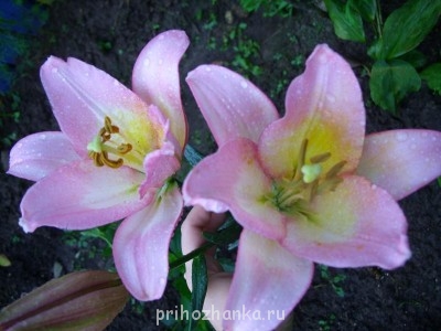 Декоративные садовые растения. - SS851969.JPG