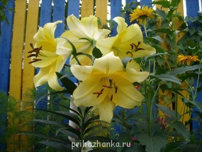 Декоративные садовые растения. - SS852546.JPG