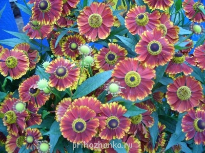 Декоративные садовые растения. - SS852549.JPG