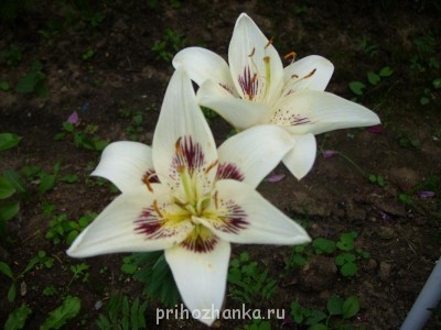 Декоративные садовые растения. - SS852550.JPG