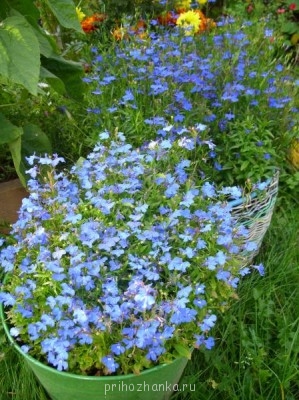 Декоративные садовые растения. - SS852618.JPG