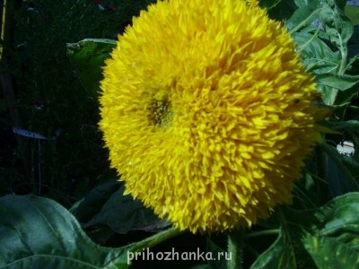 Декоративные садовые растения. - SS852629.JPG