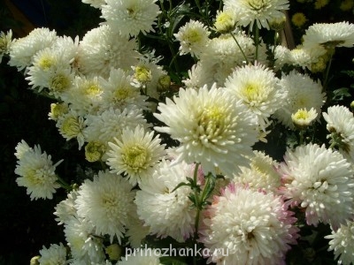 Декоративные садовые растения. - SS852624.JPG