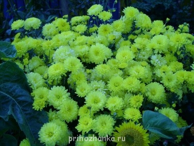 Декоративные садовые растения. - SS852621.JPG