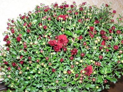 Декоративные садовые растения. - P1090725.JPG