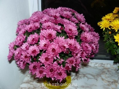 Мои комнатные растения. - P1100099.JPG