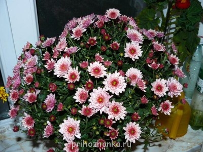 Мои комнатные растения. - P1100101.JPG