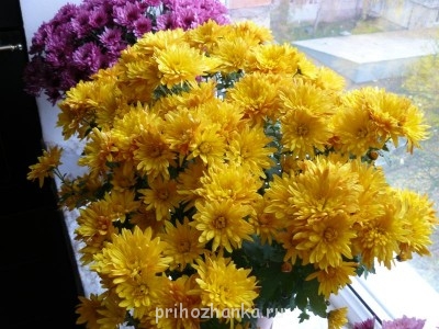 Мои комнатные растения. - P1100108.JPG