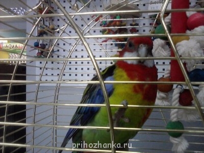 Кого из животных вы содержите? Фото приветствуется. - попугай.jpg