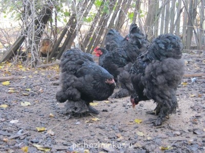 Кого из животных вы содержите? Фото приветствуется. - IMG_2117.JPG